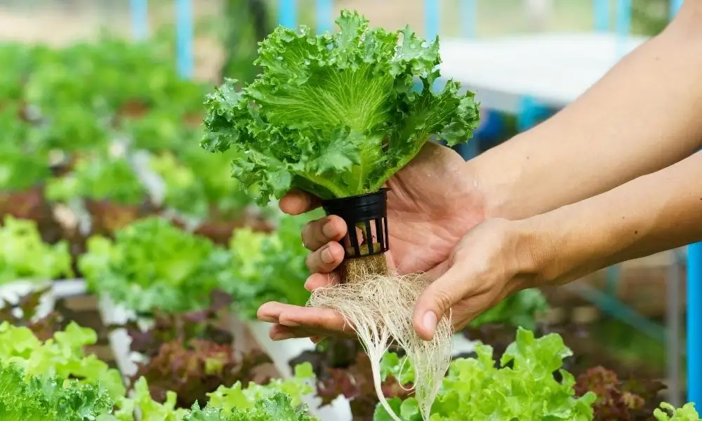 How To Propagate With Hydroponic Supplies